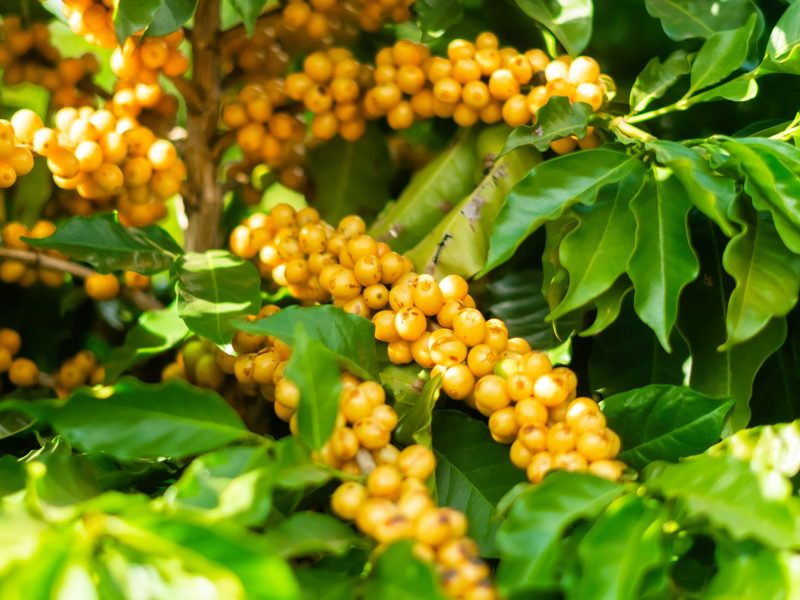 fukuda_colheita_amarelo